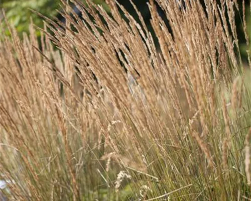 Calamagrostis x acutiflora 'Karl Foerster'