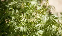 Fiederspiere