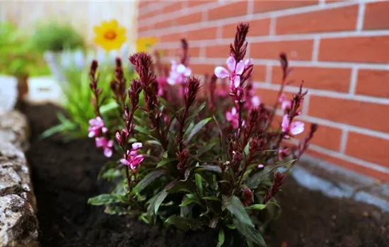 Prachtkerze – Einpflanzen im Garten