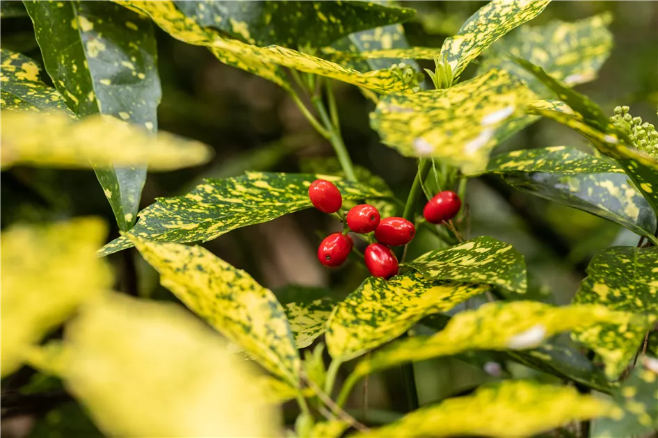 Aucuba japonica 'Variegata' - Baumschule Teuffenbach