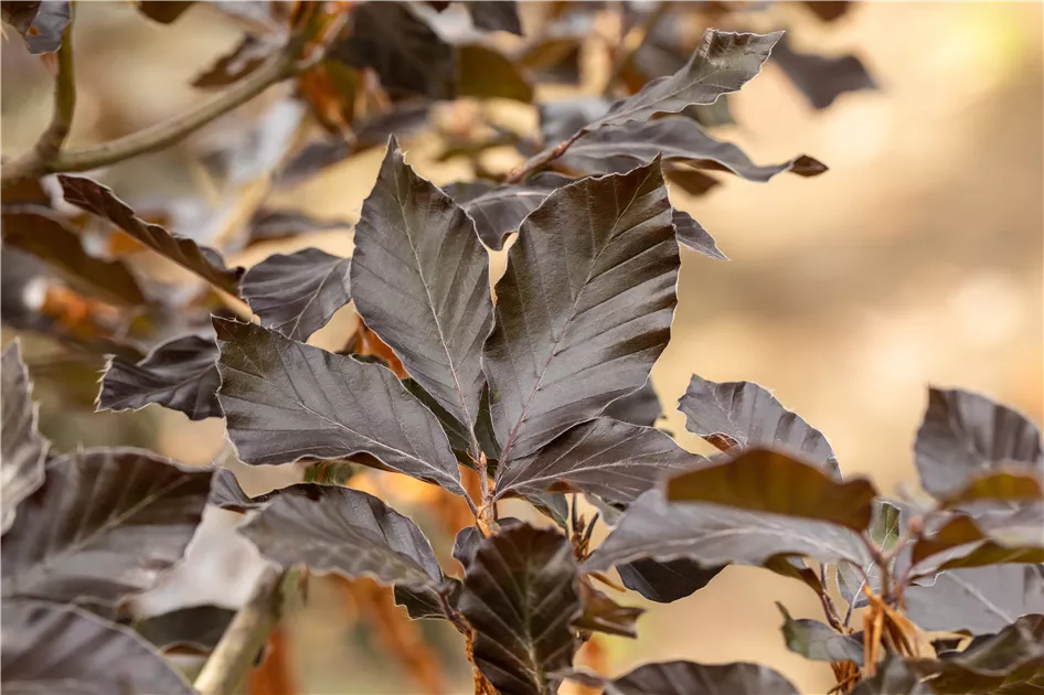 Fagus sylvatica 'Purpurea ' - Baumschule Teuffenbach