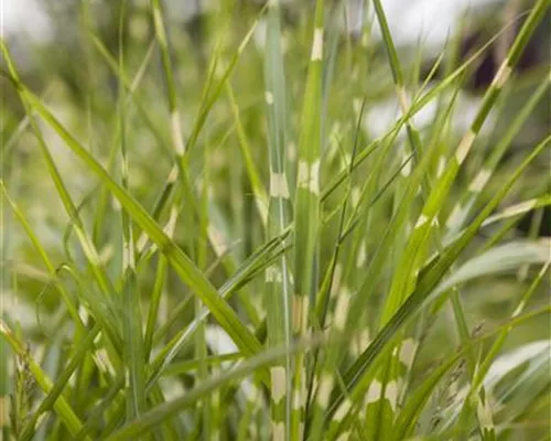 Miscanthus sinensis 'Zebrinus' Miscanthus sinensis 'Zebrinus'