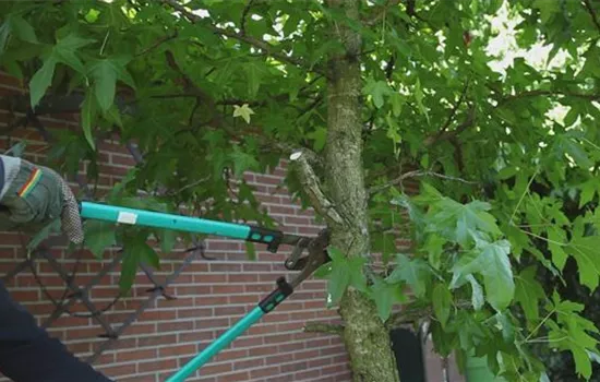 Laubgehölz - Zurückschneiden im Herbst Laubgehölz - Zurückschneiden im Herbst