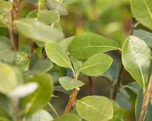 Acca sellowiana Acca sellowiana