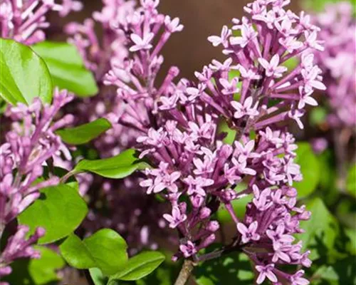 Syringa meyeri 'Palibin' Syringa meyeri 'Palibin'