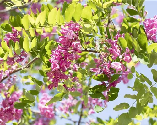 Robinia hispida 'Macrophylla' Robinia hispida 'Macrophylla'