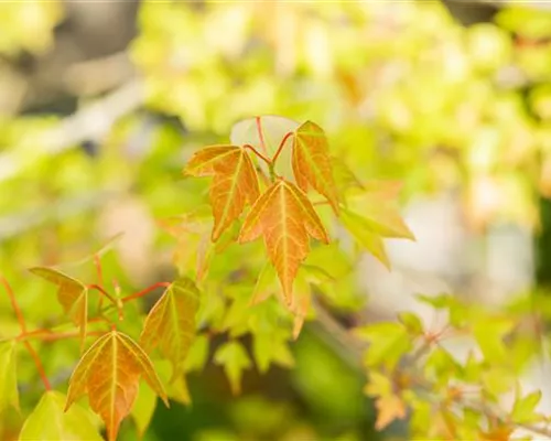 Acer buergerianum