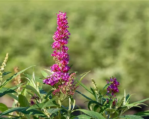 Buddleja davidii 'Butterfly Tower'