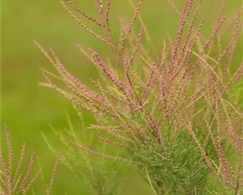 Tamarix ramosissima 'Pink Cascade'