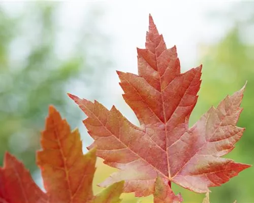 Acer freemanii 'Autumn Blaze'