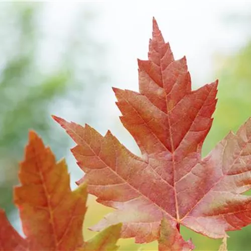 Acer freemanii 'Autumn Blaze'