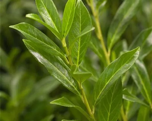 Prunus lauroc.'Caucasica' Prunus lauroc.'Caucasica'