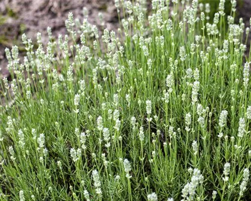 Lavandula angustifolia 'Arctic Snow' Lavandula angustifolia 'Arctic Snow'