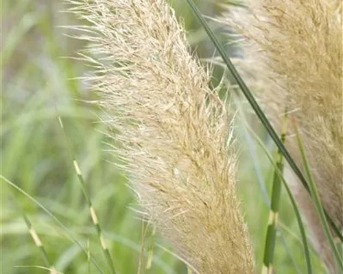 Cortaderia selloana 'Pumila'