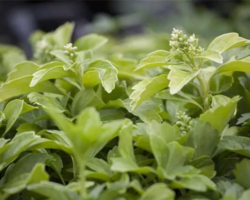 Pachysandra terminalis Pachysandra terminalis