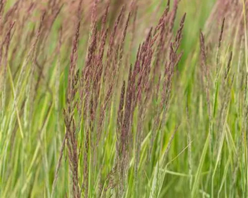 Calamagrostis x acutiflora 'Overdam' Calamagrostis x acutiflora 'Overdam'