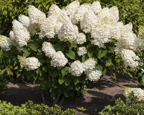 Hydrangea paniculata 'Silver Dollar' Hydrangea paniculata 'Silver Dollar'