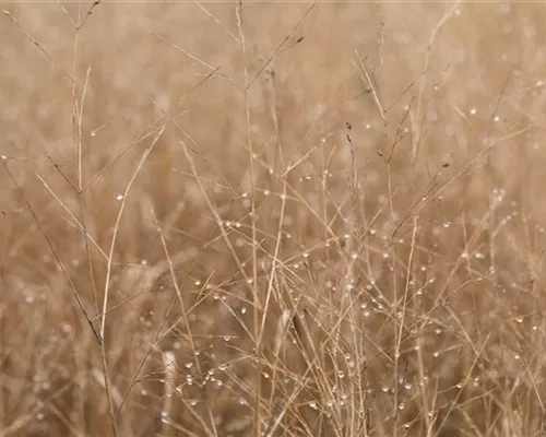 Panicum virgatum 'Heavy Metal'