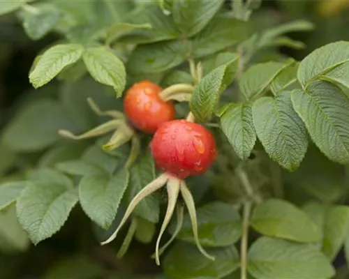 Rosa rugosa