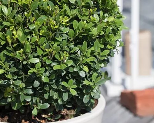 Ilex crenata 'Buxbol'