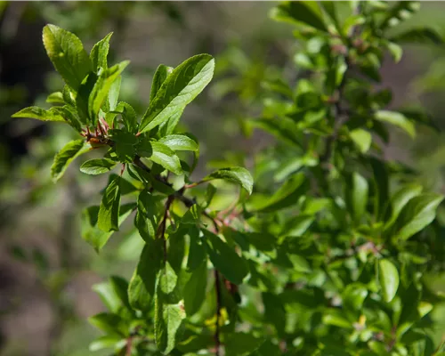Prunus spinosa