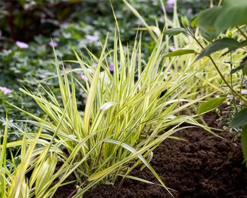 Hakonechloa macra 'Aureola' Hakonechloa macra 'Aureola'
