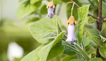 Blauglockenbaum