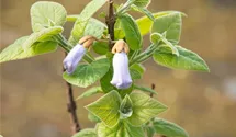 Blauglockenbaum