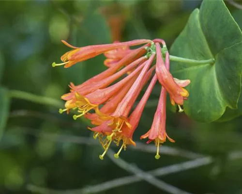 Lonicera brownii 'Dropmore Scarlet'