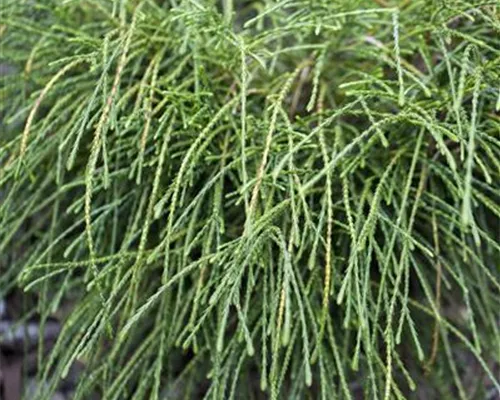 Thuja plicata 'Whipcord'