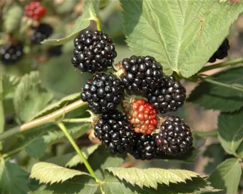 Rubus frut.'Black Satin' CAC