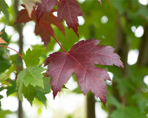Acer platanoides 'Royal Red' Acer platanoides 'Royal Red'