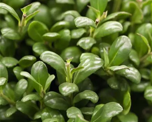 Ilex crenata 'Convexa' Ilex crenata 'Convexa'