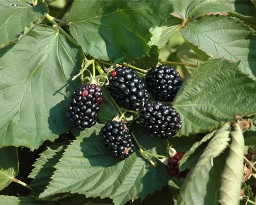 Rubus frut.'Theodor Reimers' CAC Rubus frut.'Theodor Reimers' CAC