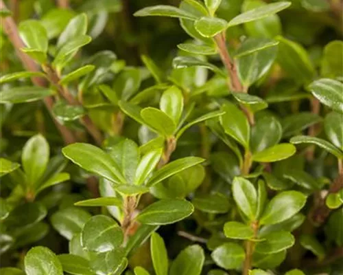 Ilex crenata 'Glorie Gem' Ilex crenata 'Glorie Gem'