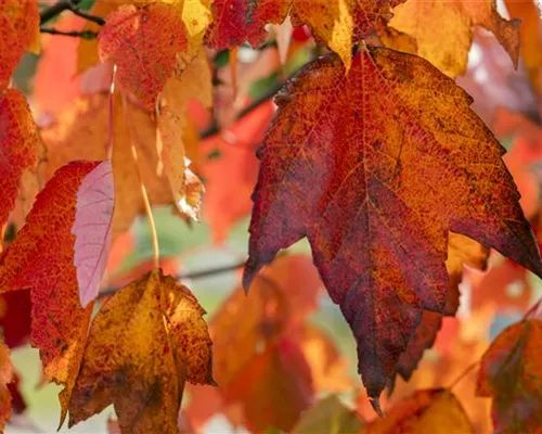 Acer rubrum 'Red Sunset' Acer rubrum 'Red Sunset'