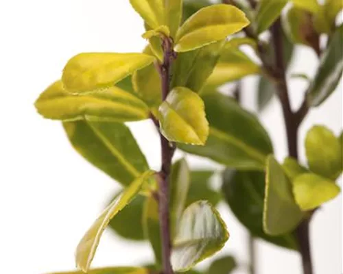 Ilex crenata 'Golden Gem' Ilex crenata 'Golden Gem'