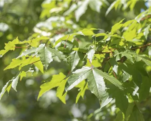 Acer saccharinum Acer saccharinum