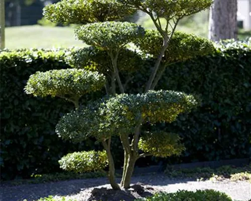 Ilex crenata 'Green Hedge' Ilex crenata 'Green Hedge'