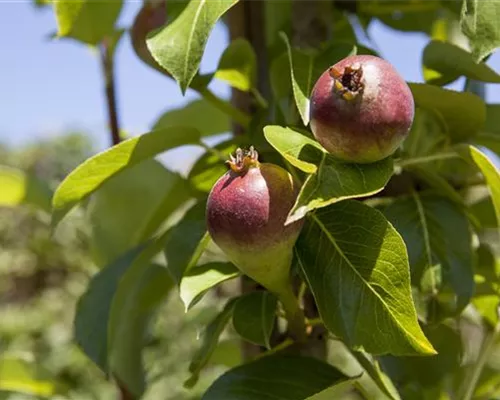 Pyrus com.'Condora' CAC Pyrus com.'Condora' CAC