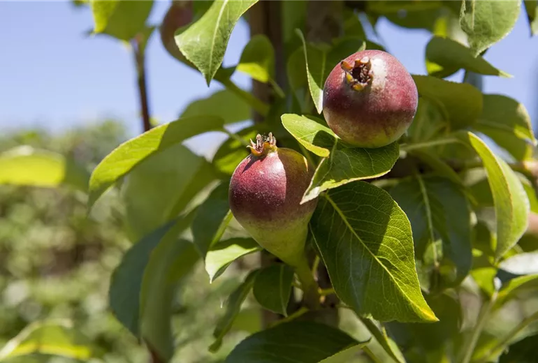Pyrus communis 'Condora'