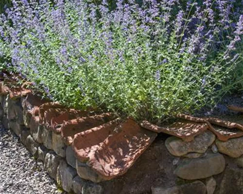 Perovskia atriplicifolia 'Blue Spire'