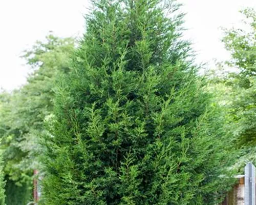 Cupressocyparis leylandii Cupressocyparis leylandii