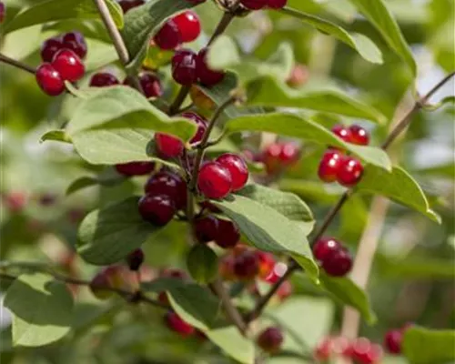 Lonicera xylosteum Lonicera xylosteum