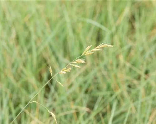 Helictotrichon sempervirens Helictotrichon sempervirens