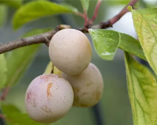 Prunus dom.'Mirabelle von Nancy' CAC Prunus dom.'Mirabelle von Nancy' CAC