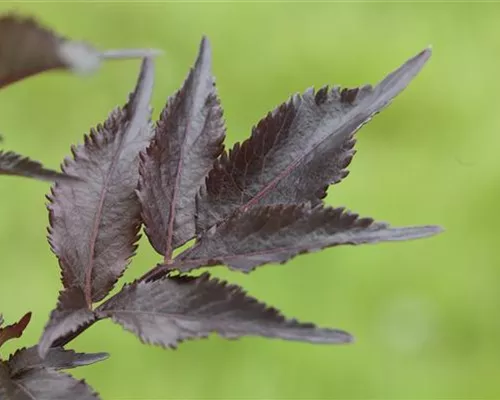 Sambucus nigra 'Black Beauty' -R- Sambucus nigra 'Black Beauty' -R-