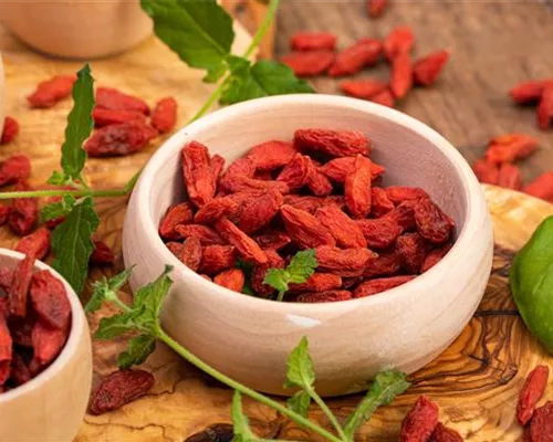 Lycium barbarum Lycium barbarum