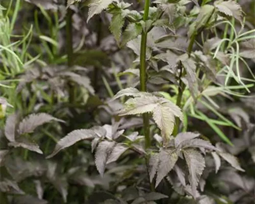 Sambucus nigra 'Black Tower' -R- Sambucus nigra 'Black Tower' -R-