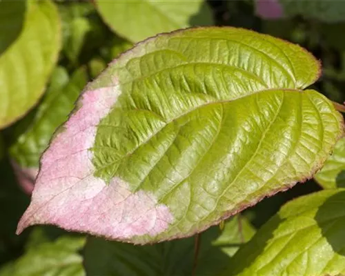 Actinidia kolomikta Actinidia kolomikta